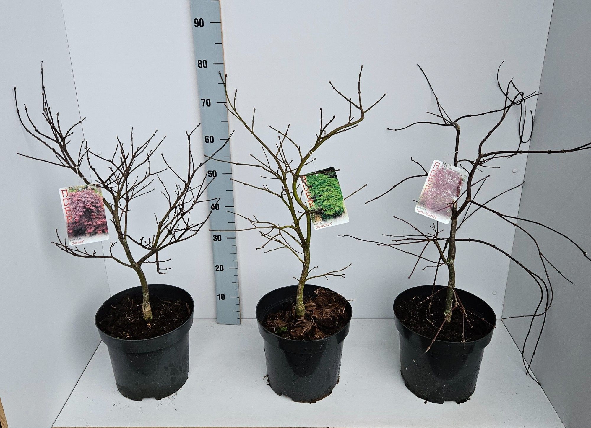 Acer palmatum Mixlaag, D 26