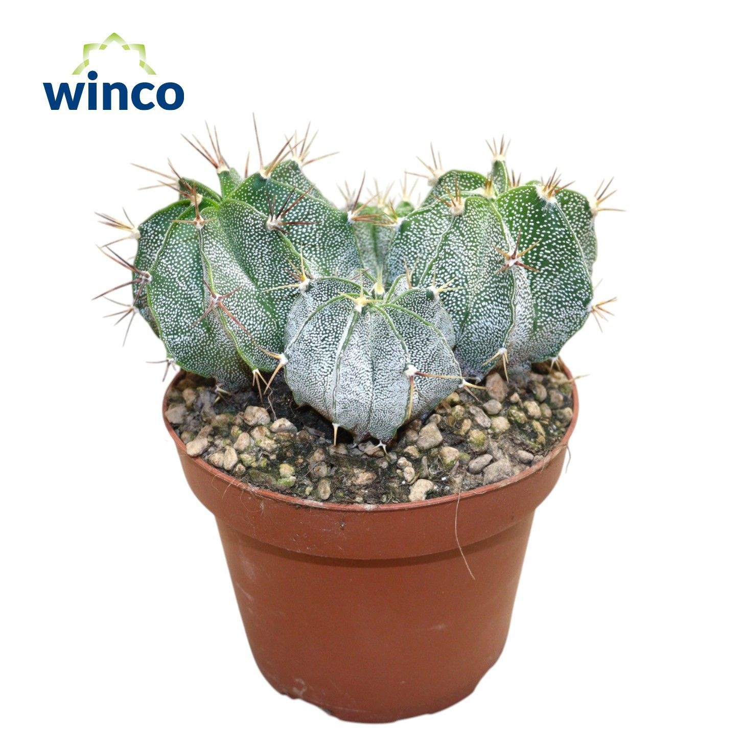 Astrophytum Ornatum (Group), D 13 cm