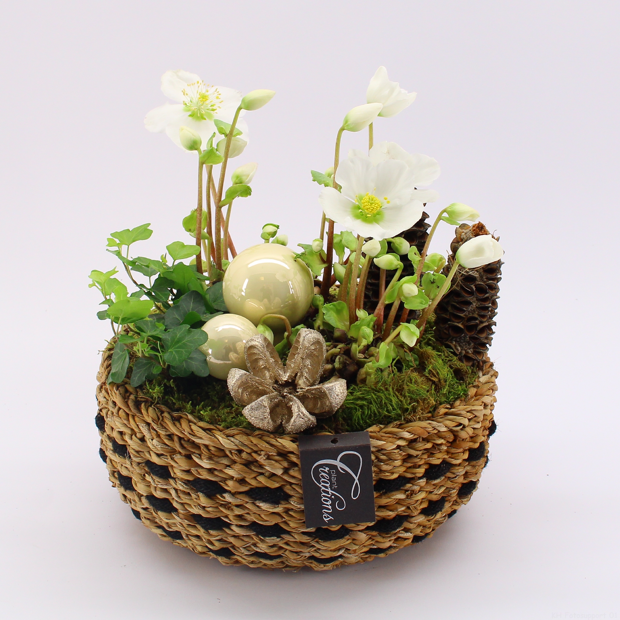 NHCR-2502 Verboom Helleborus, D 26 cm