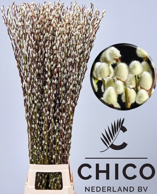 Саликс Сноу Флейк 150, шт.