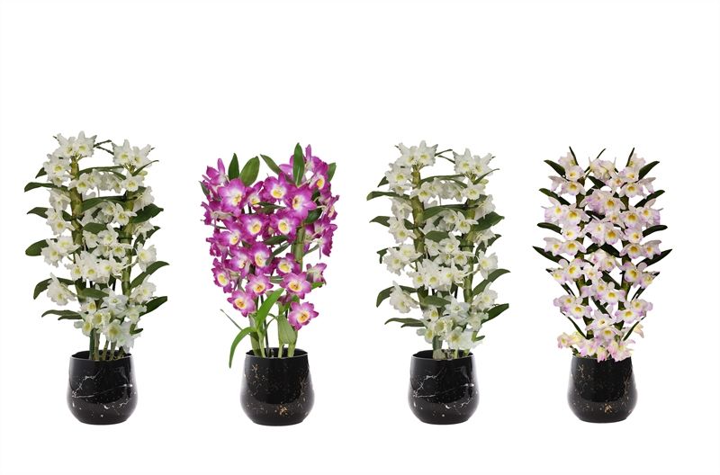 Stoneware p12 Rhonda gold Dendr Nobile mix 2T14+tros regular, D 12