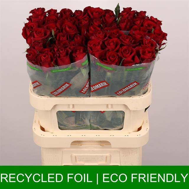 Роза од. Эвер Рэд 80, шт.