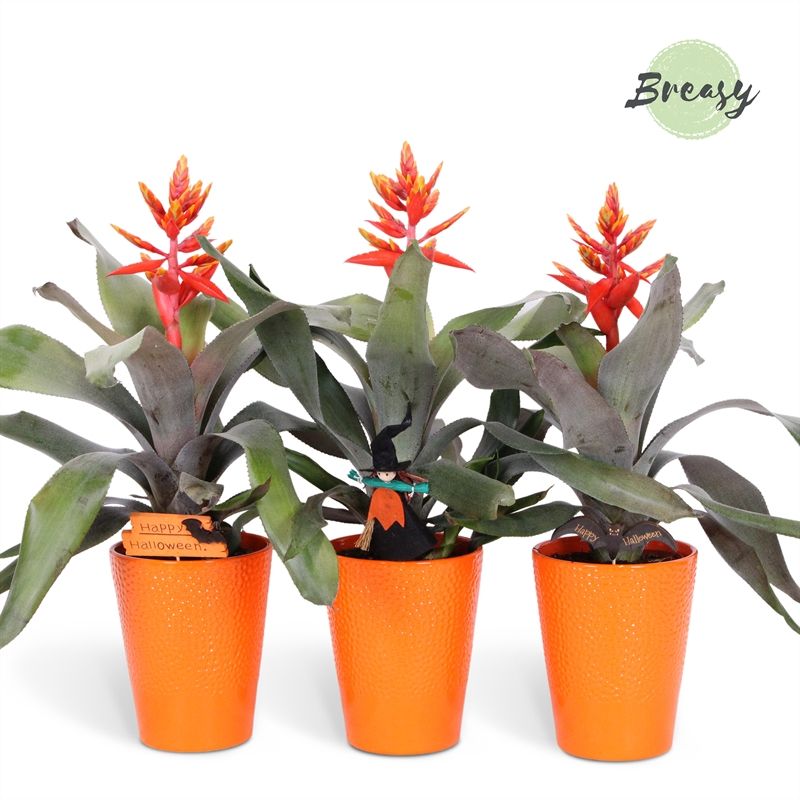 Aechmea Pepita Elegant Flames - 13cm in Florence + deco | Mimesis, D 13