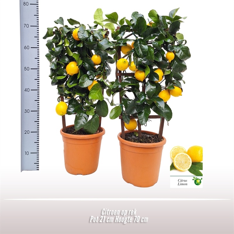 Citroen op rek, D 21