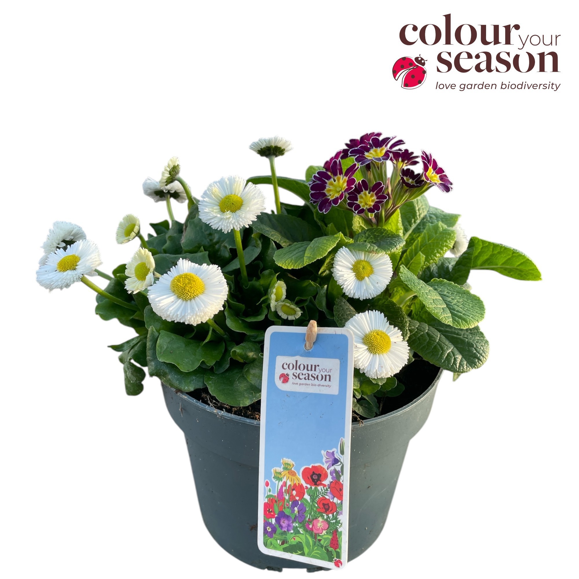 Spring break Ibiza P19, D 19