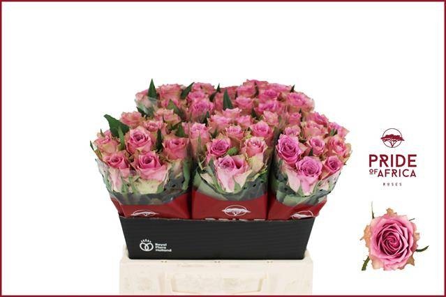 Роза од. Флирт 40, шт.