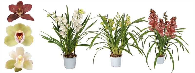 Cymbidium p12 mix 4T20+, D 12