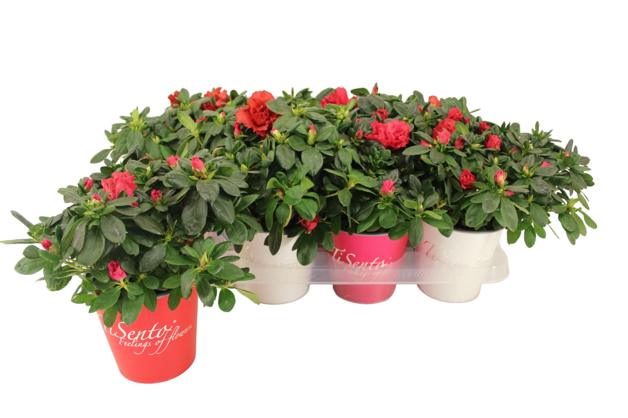 Azalea 12 cm - Smartcup (Rood/Wit), D 12 cm