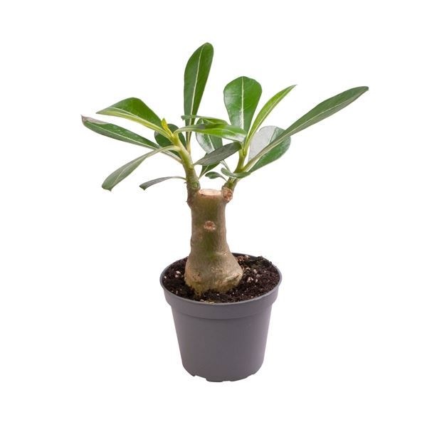 Adenium Obesum, D 6 cm Adenium Obesum, D 6 cm