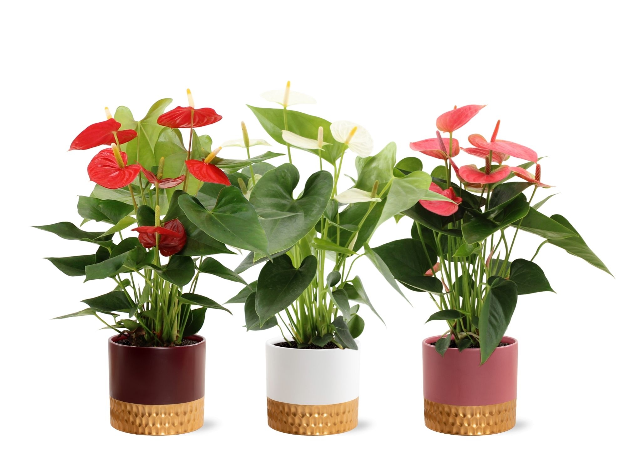Anthurium 3 color mix in Frederique 1 ceramics, D 14 cm Anthurium 3 color mix in Frederique 1 ceramics, D 14 cm