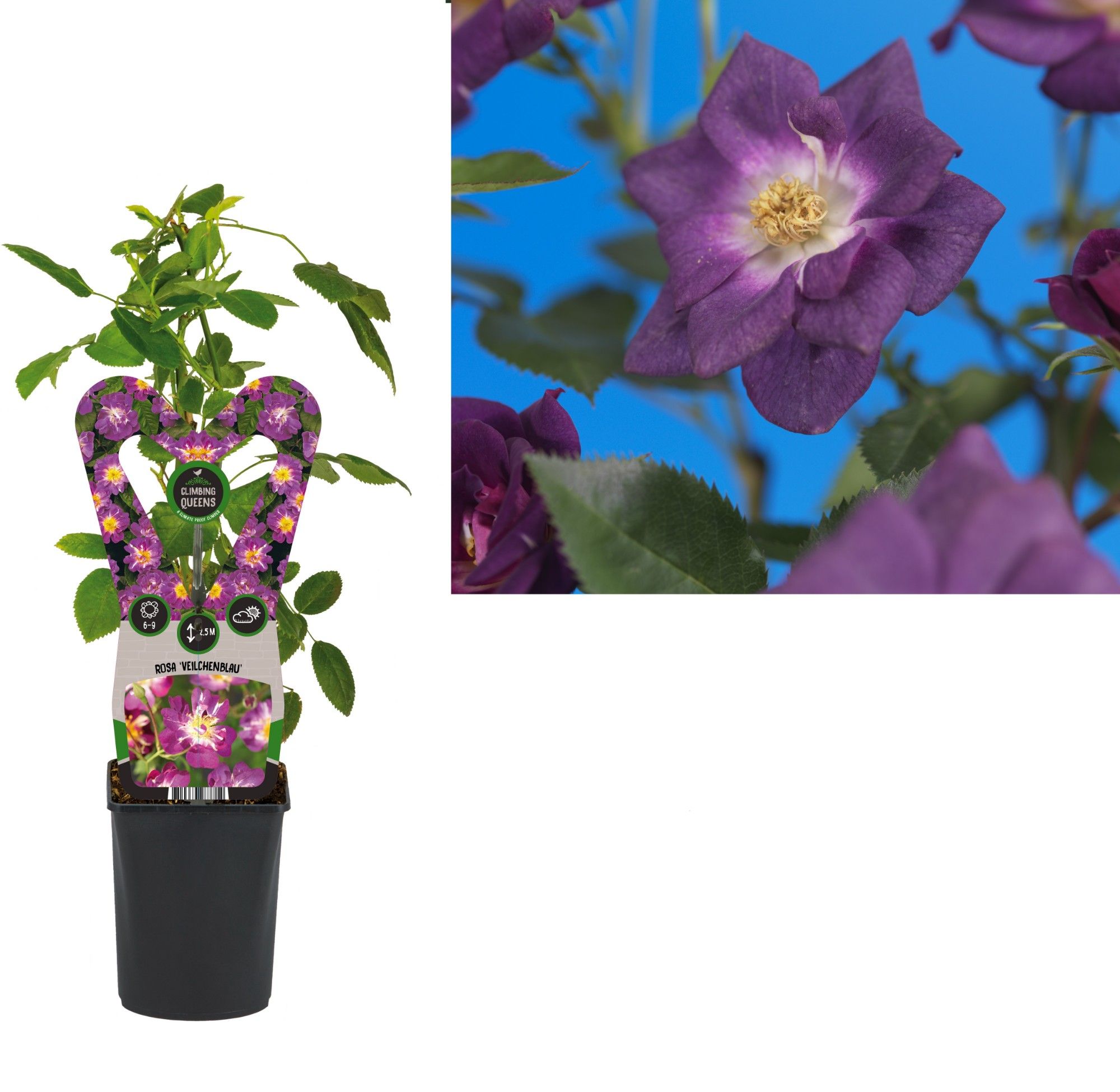 Rosa 'Veilchenblau' +3.0 label, D 11