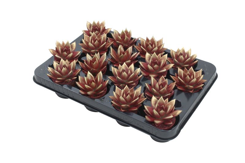 Miranda bicoloured red/gold, D 6