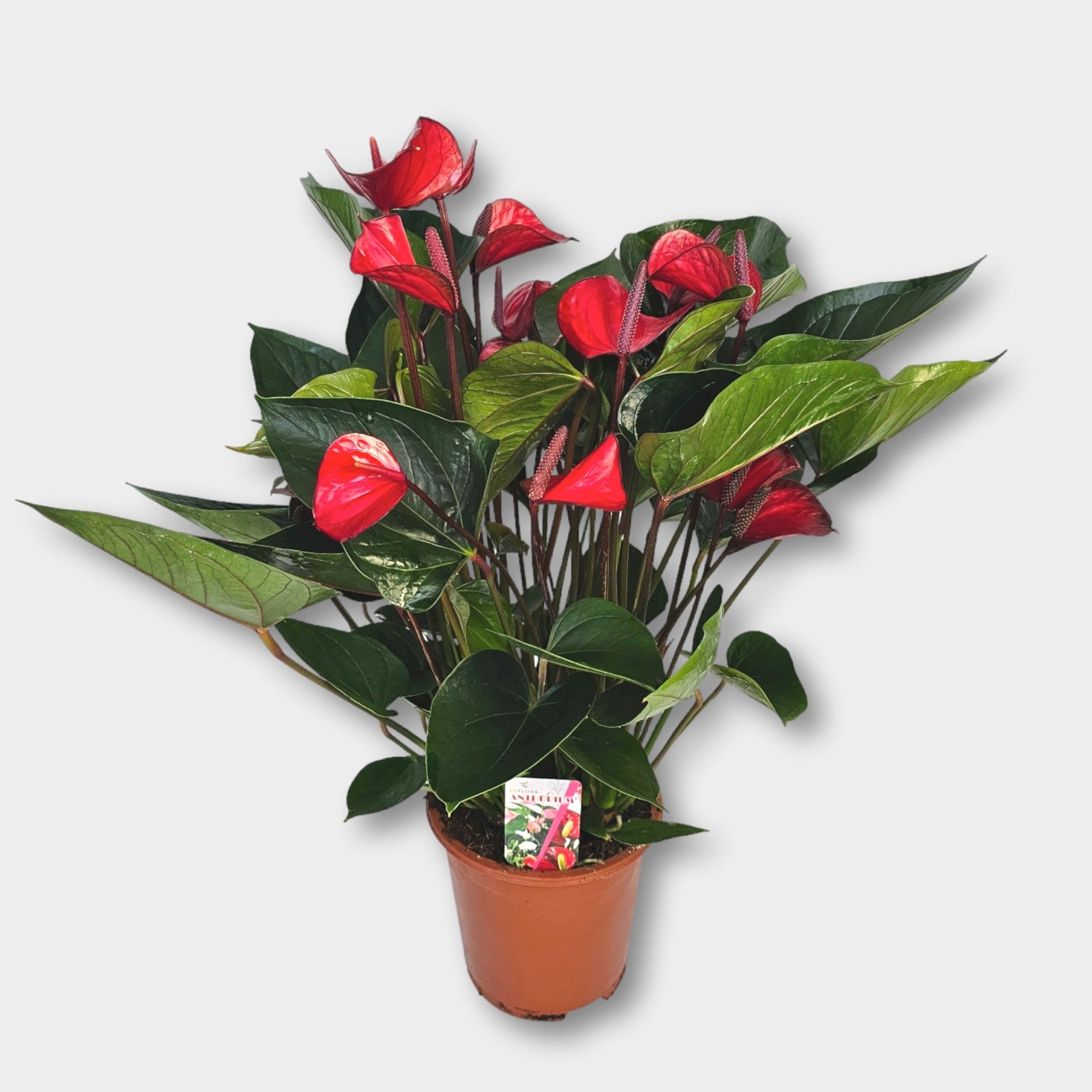 Anth. Deco Red P17., D 17