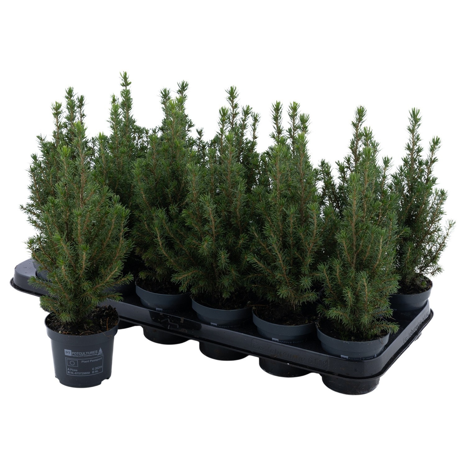 PTK261 Conica Perfecta, D 9