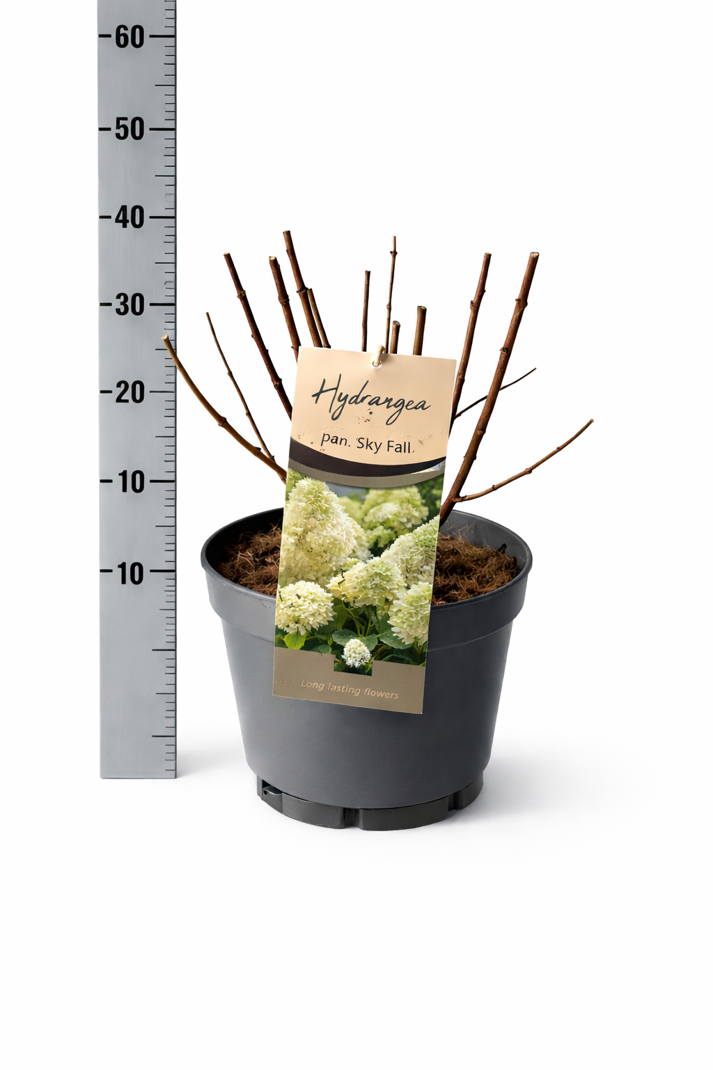 Hydrangea Paniculata Sky Fall, D 26