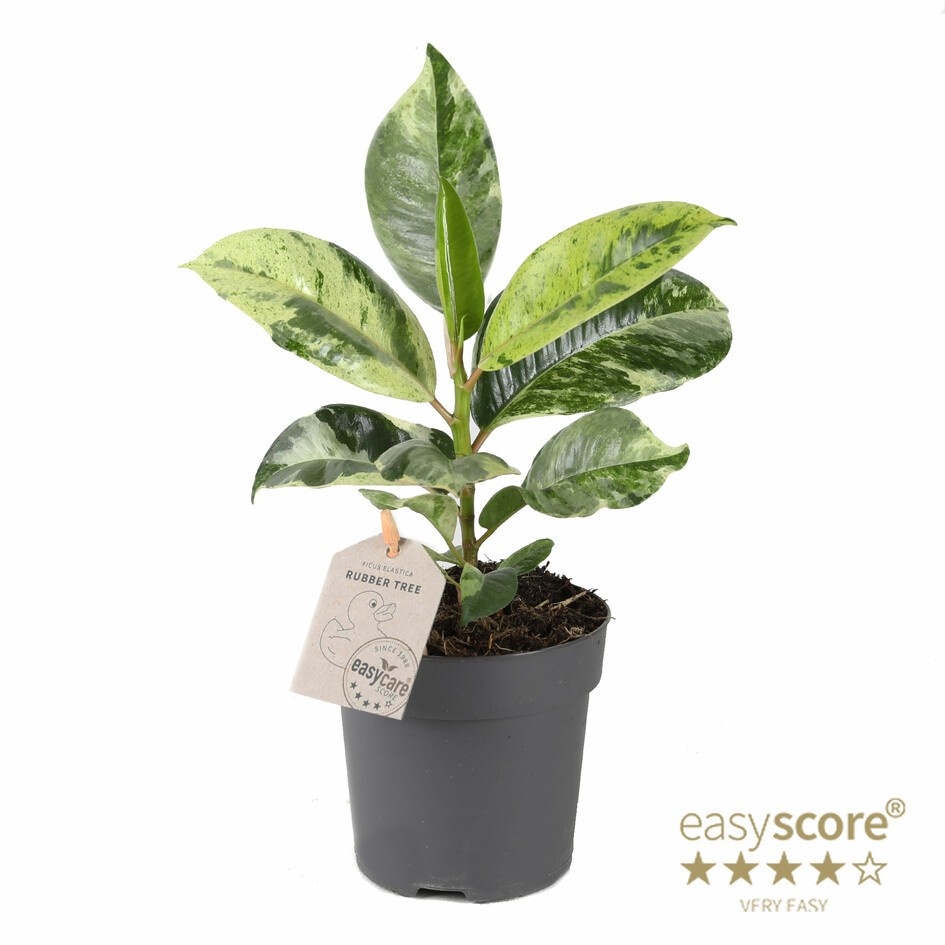 FICUS ELASTICA 'Shivereana', D 11