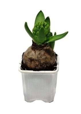 Hyacint White Pearl 7 cm, D 7