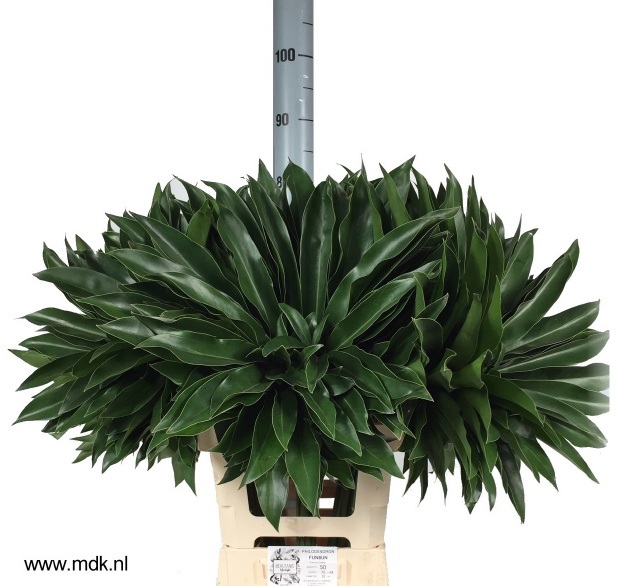 Филодендрон Фан Бан 75, шт.