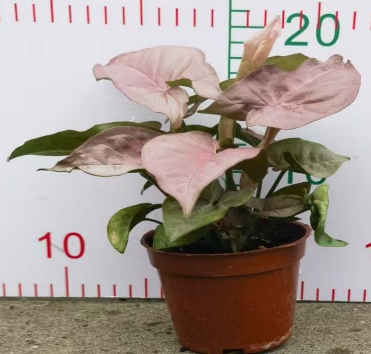 Сингониум подофйллум Пинк Бьюти 90 17