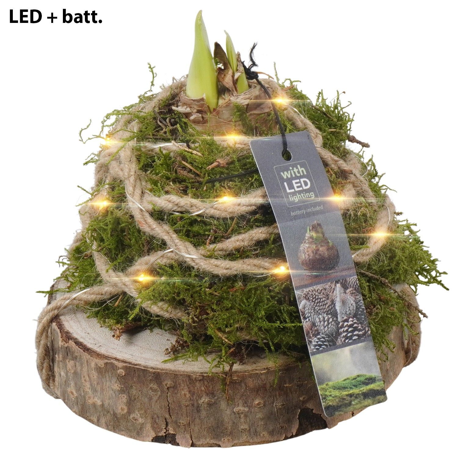 PTAA7530 Arrangement Amaryllis in mos gewikkeld met led op houten plank, D 15 cm