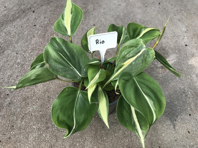 PHILODENDRON HEDERACEUM 'RIO', D 12