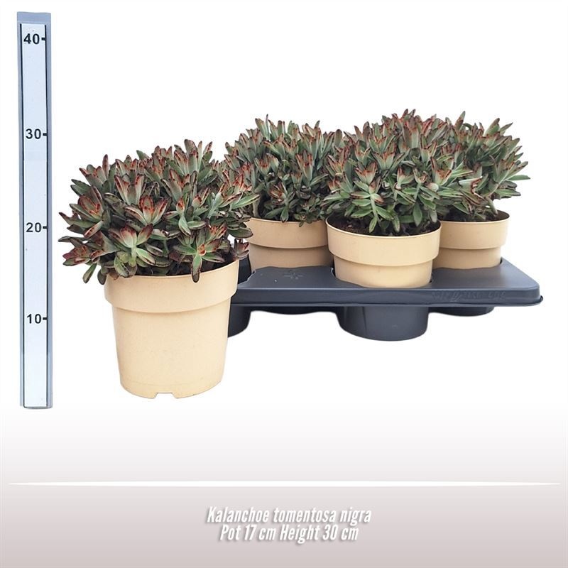 Kalanchoe tomentosa nigra, D 17