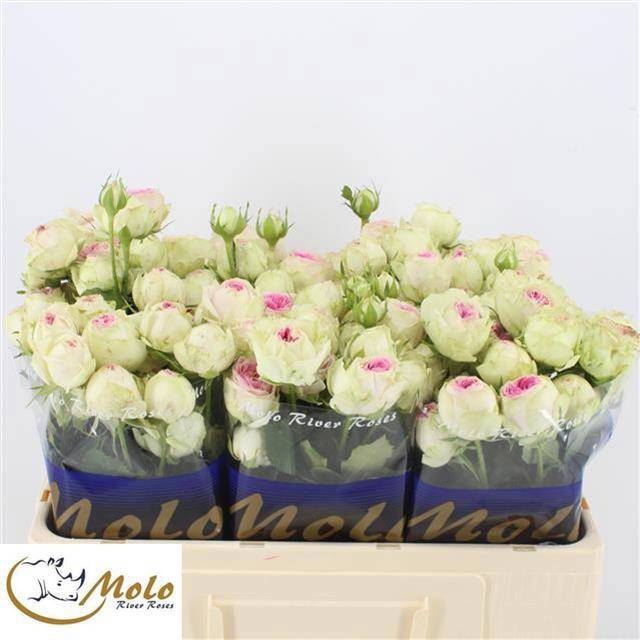 Роза куст. Джелато 50, шт.