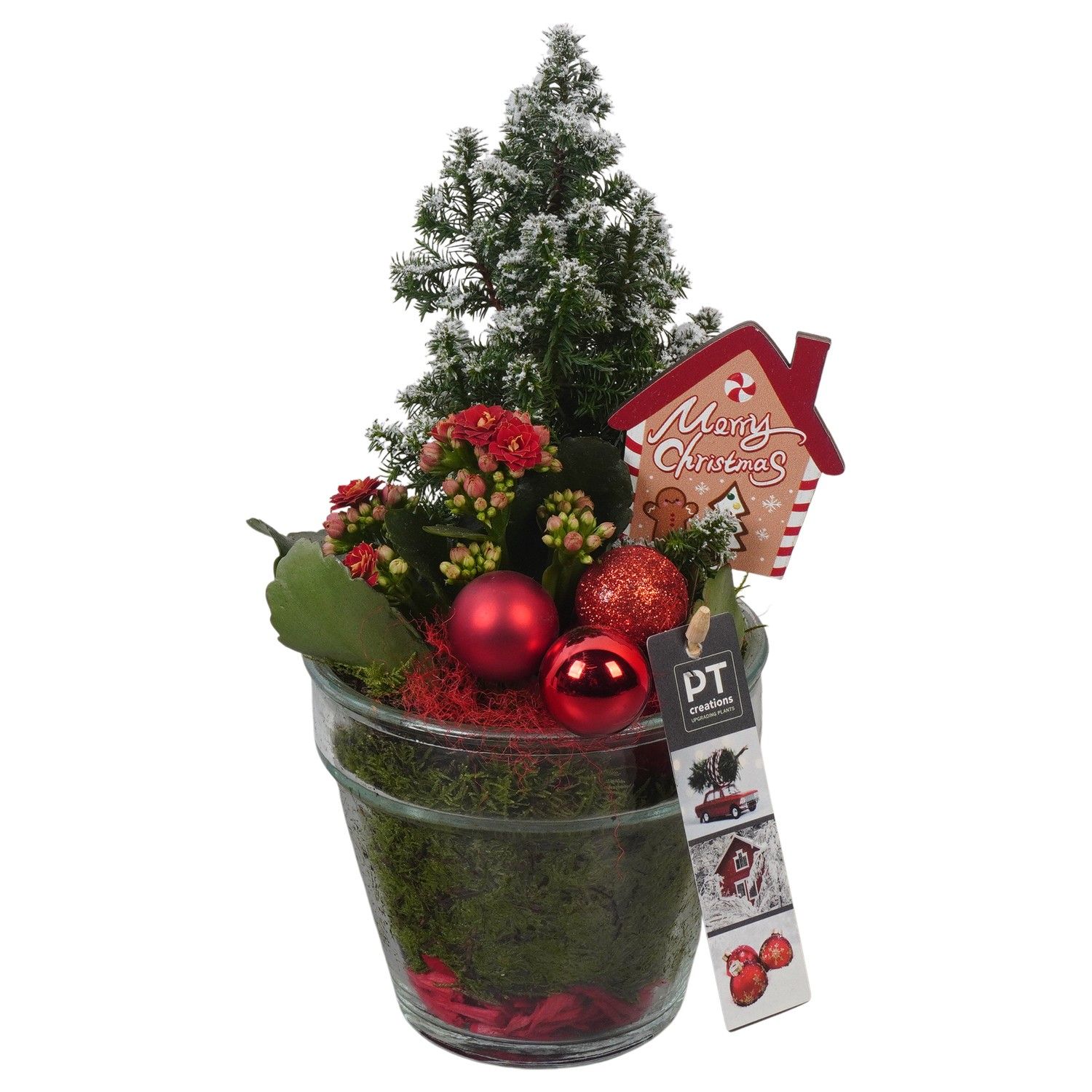 PTCHR7416 Arrangement Christmas Red in glazen pot, D 13 cm