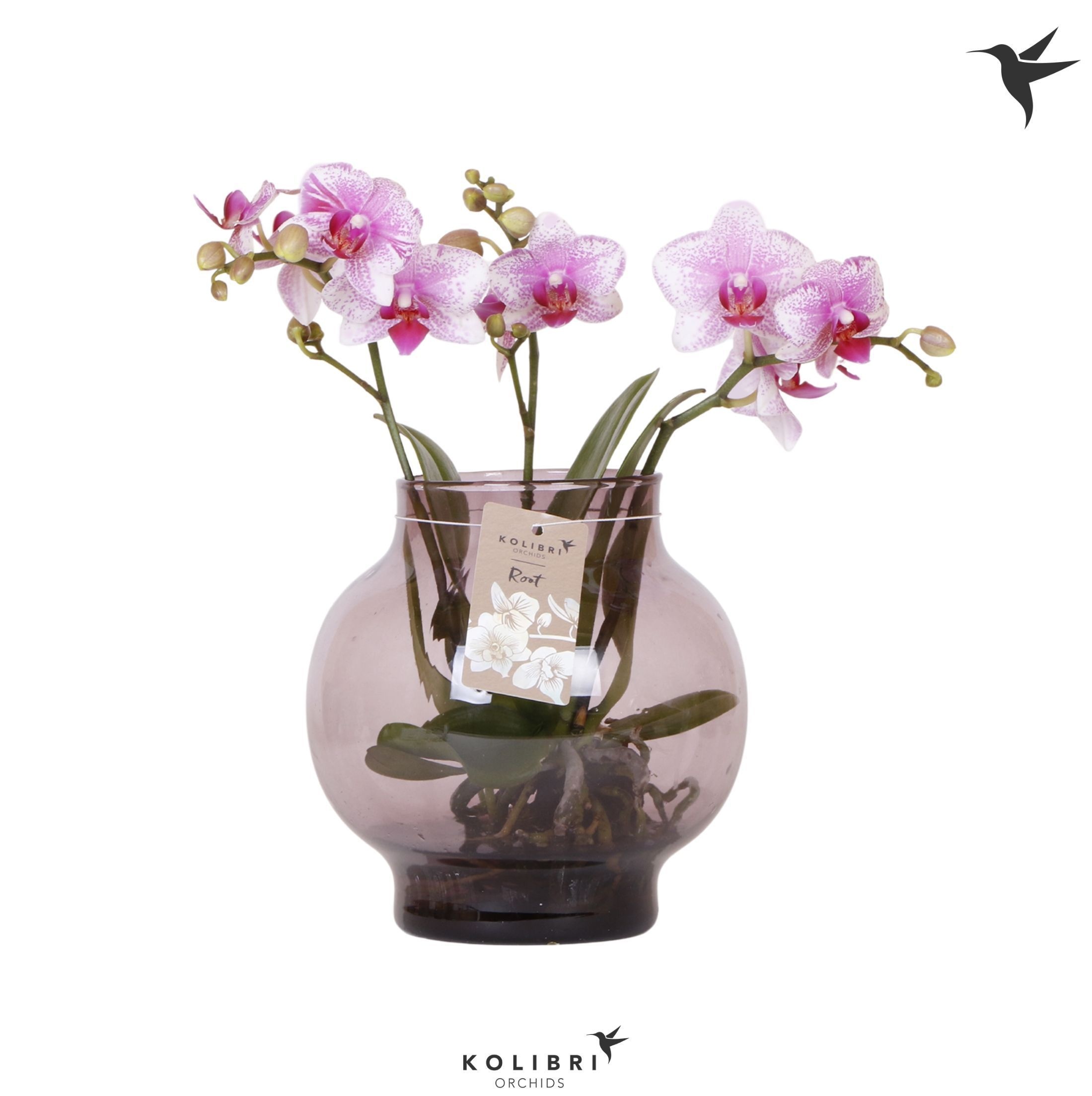 Kolibri Orchids Phalaenopsis Roots pink in glas bowl lila, D 16