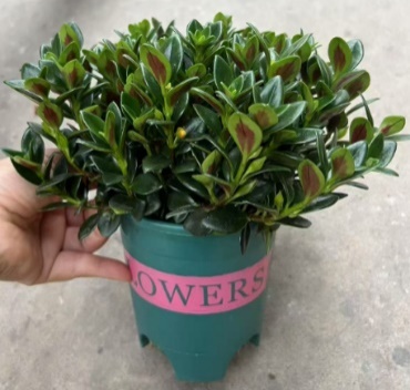 Нематантус голдфиш 14 30 (предзаказ)