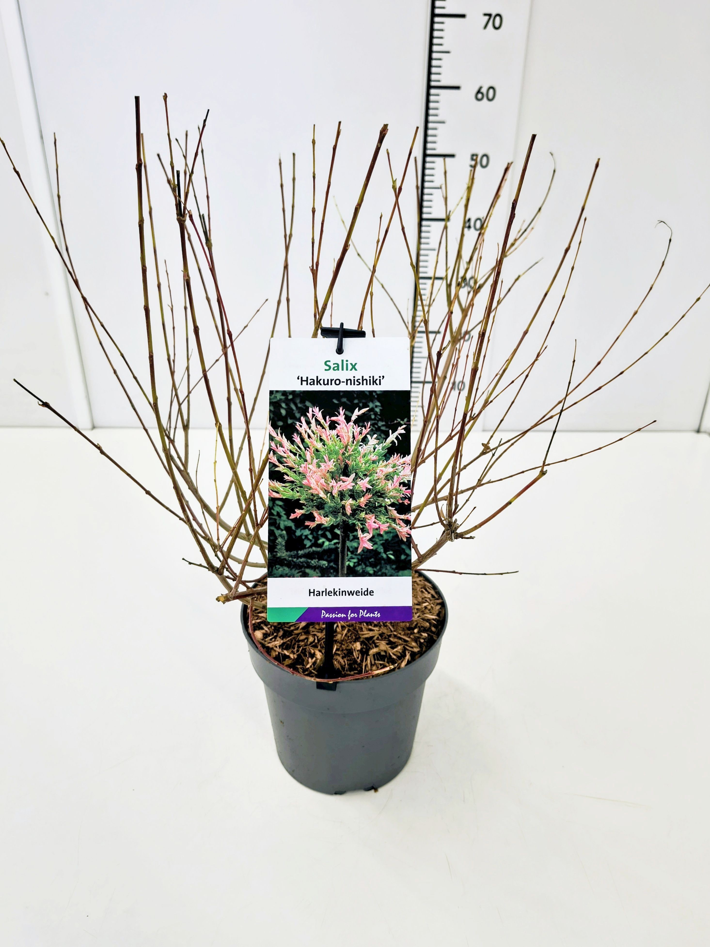 Salix integra 'Hakuro-nishiki' 40-60C3, D 19