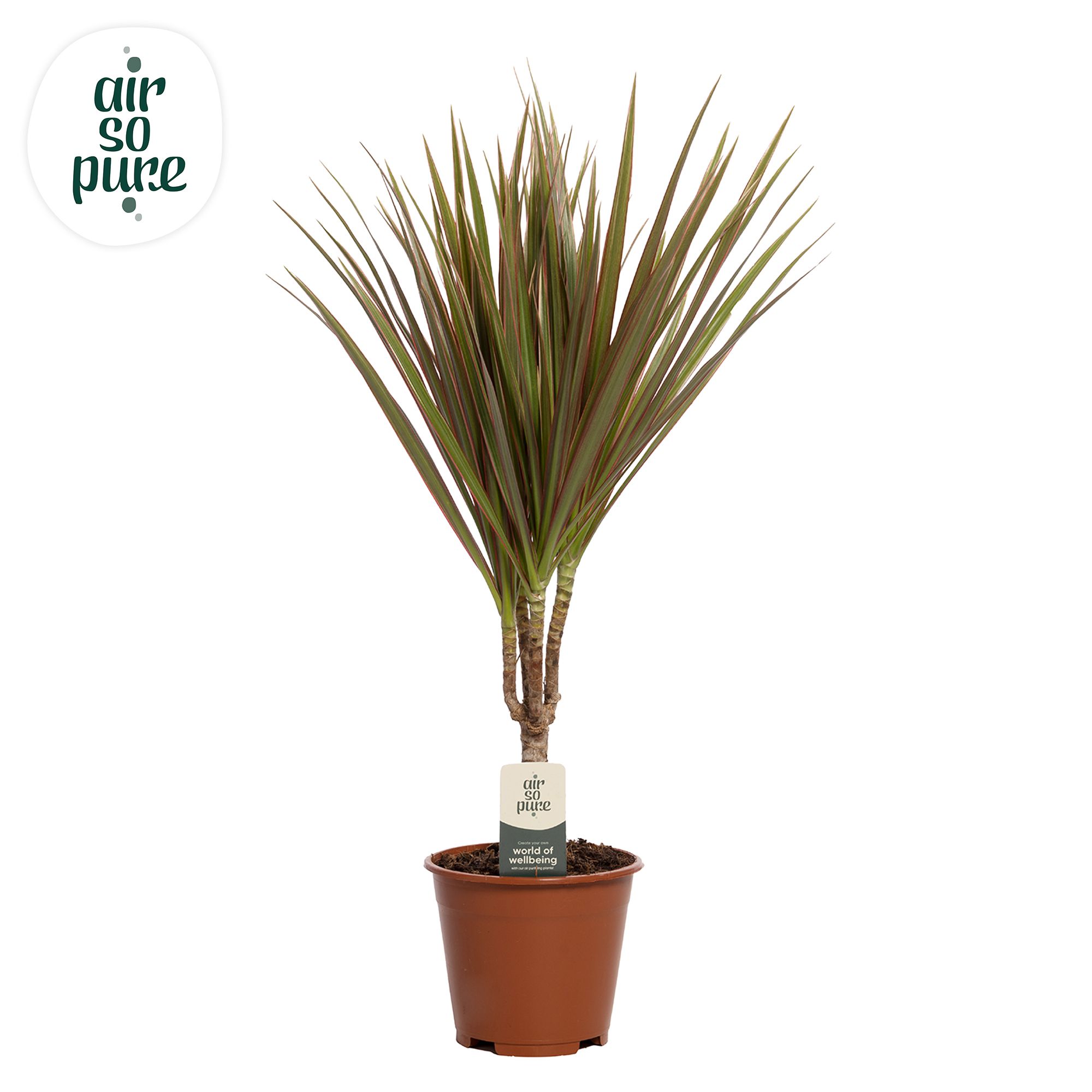 Dracaena Bicolor p14 (Air so Pure), D 14 cm
