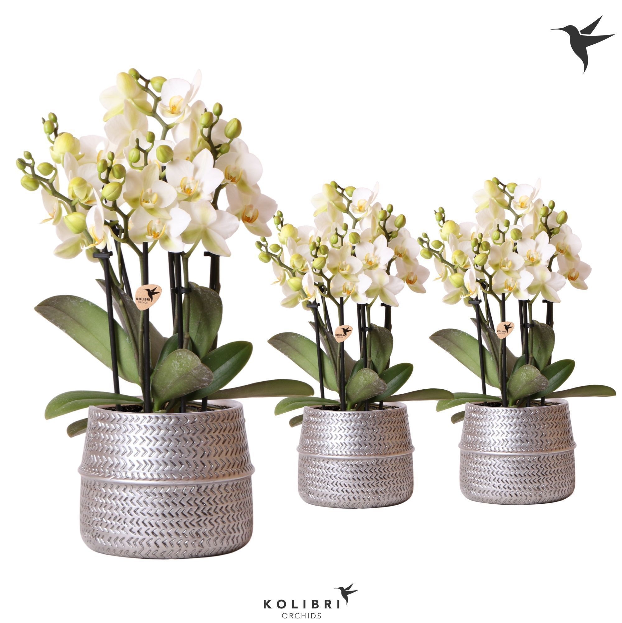 Kolibri Orchids Phalaenopsis Lausanne 6spike in Groove pot silver, D 12