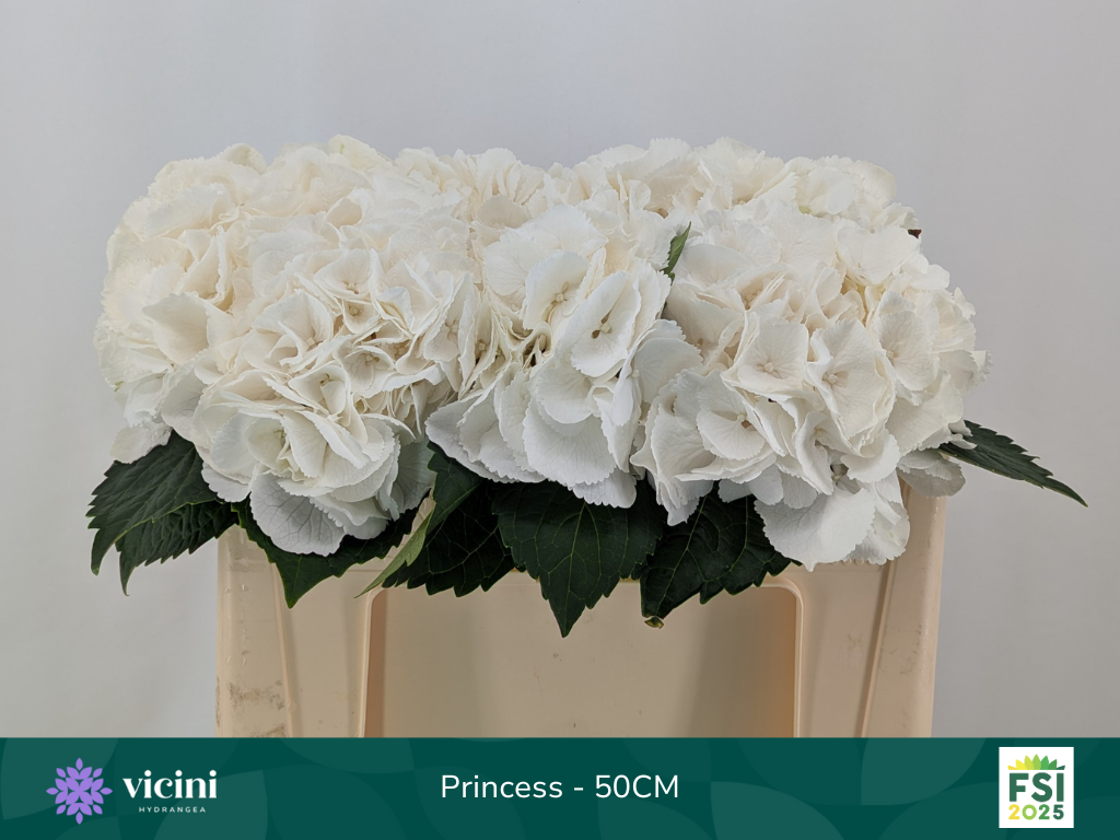 Гортензия Роял Принцесс 50, шт.