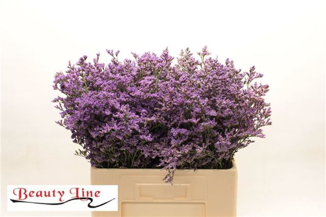 Лимониум Сафора Классик Блю 60, шт.