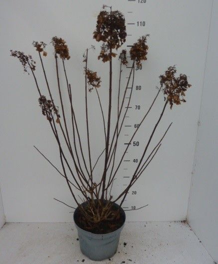 Hydrangea panic. Pinky Winky ®, D 27