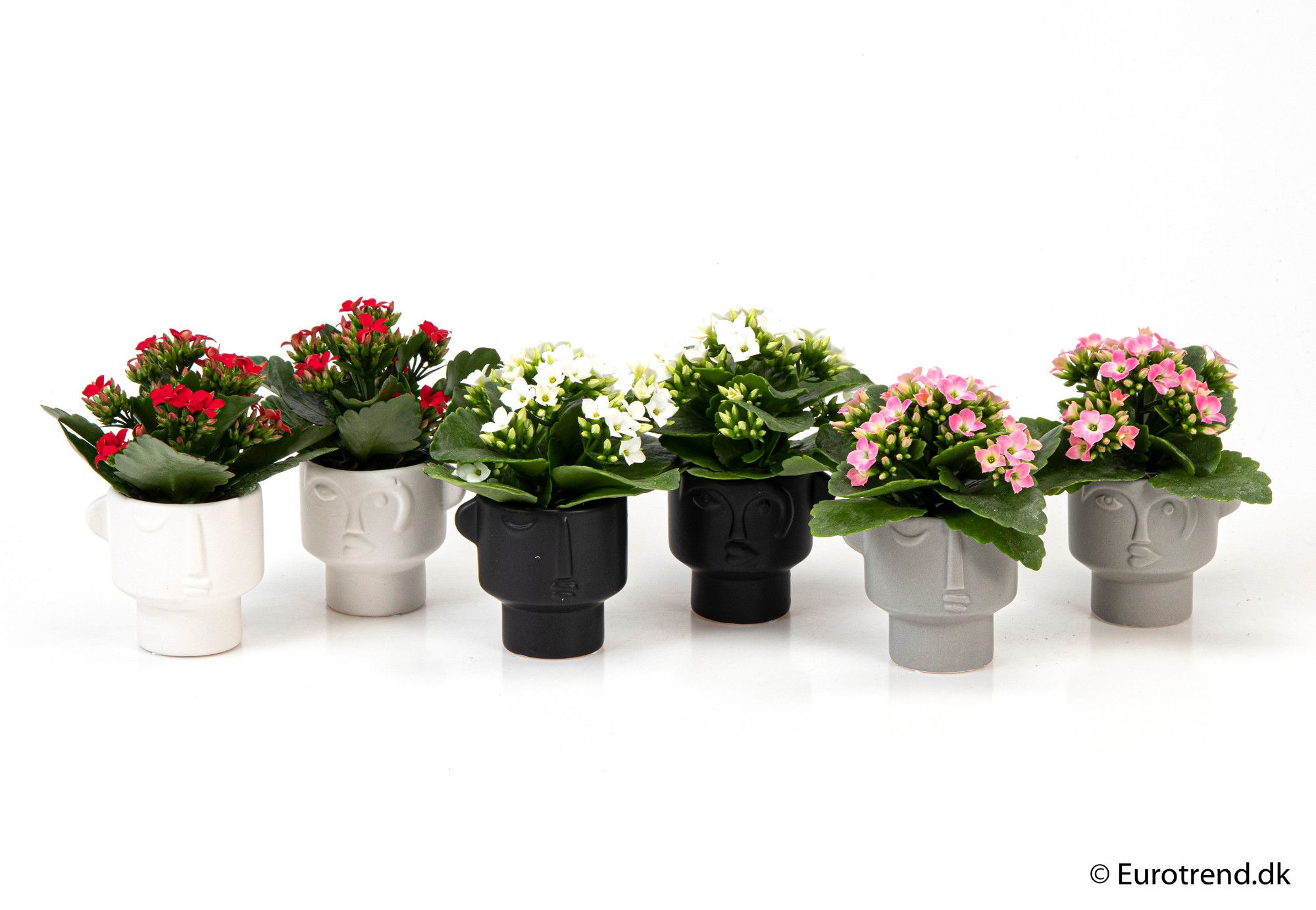Kalanchoe in ceramic - New Look 2025, D 6