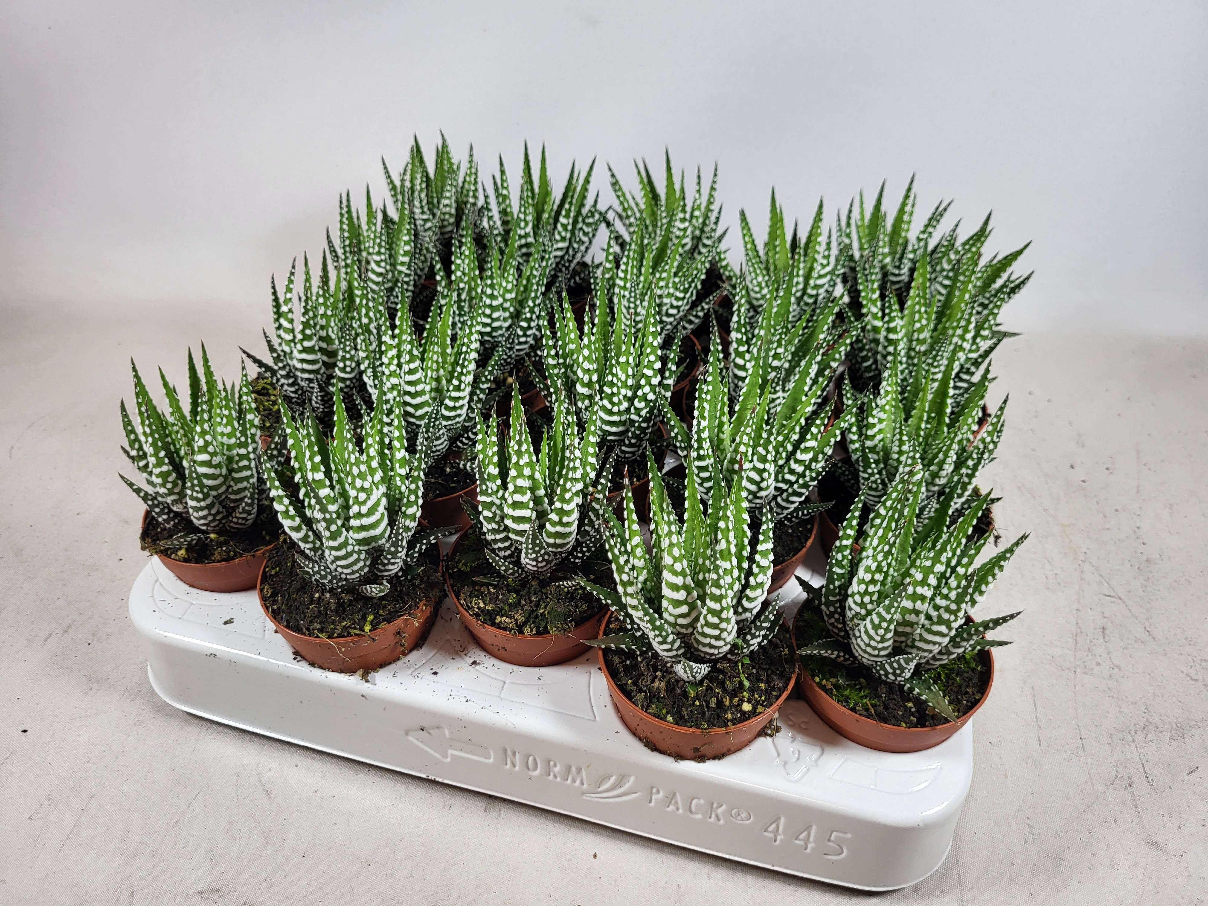 haworthia big band, D 5,5