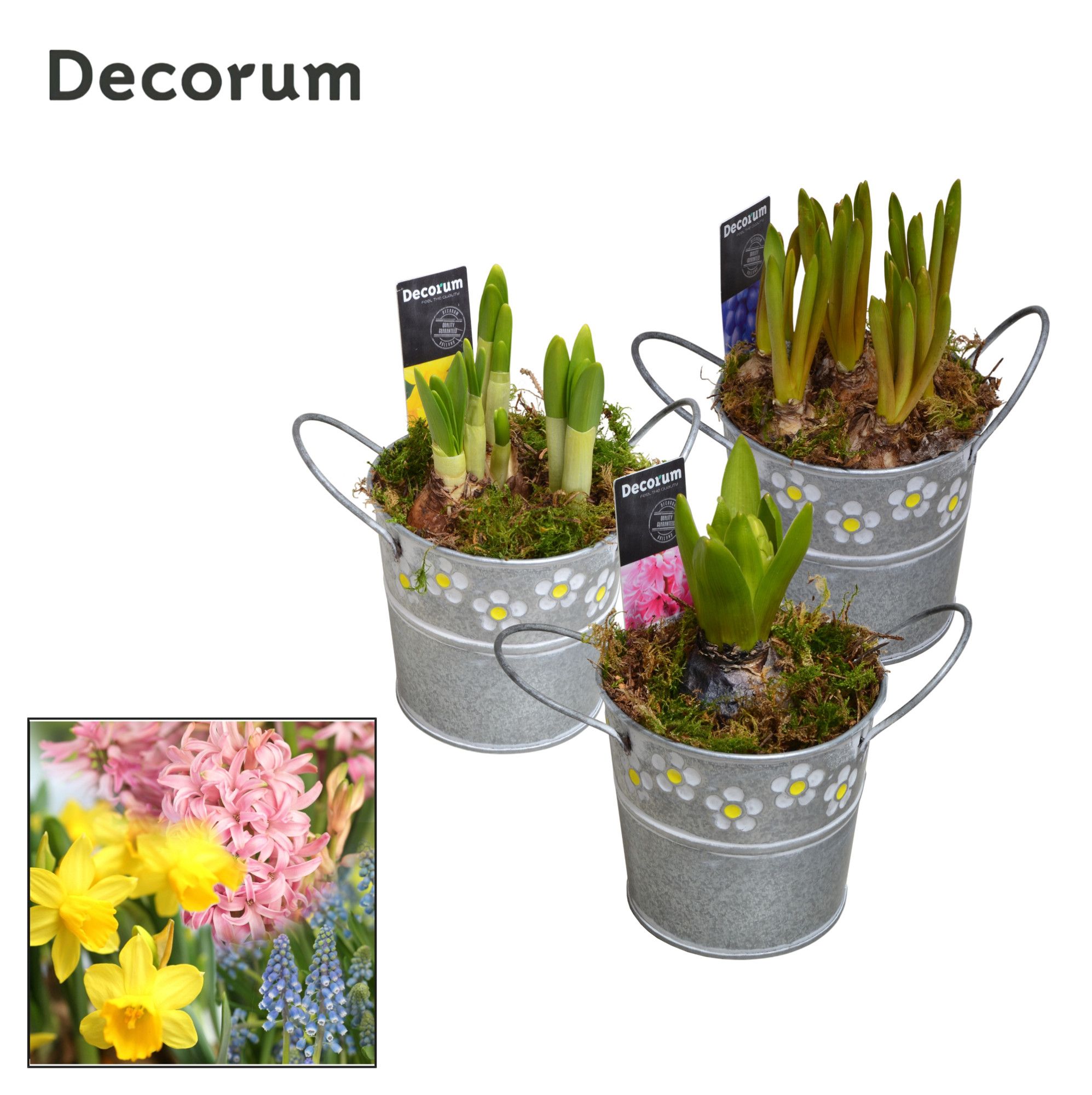 Bollenmix Spring Bucket Mini HL15473B, D 10