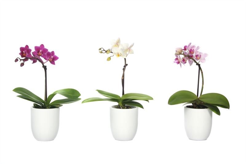 Hugo p06 white Phal Tiny Dolls mix 1T07+ Aqu@, D 6