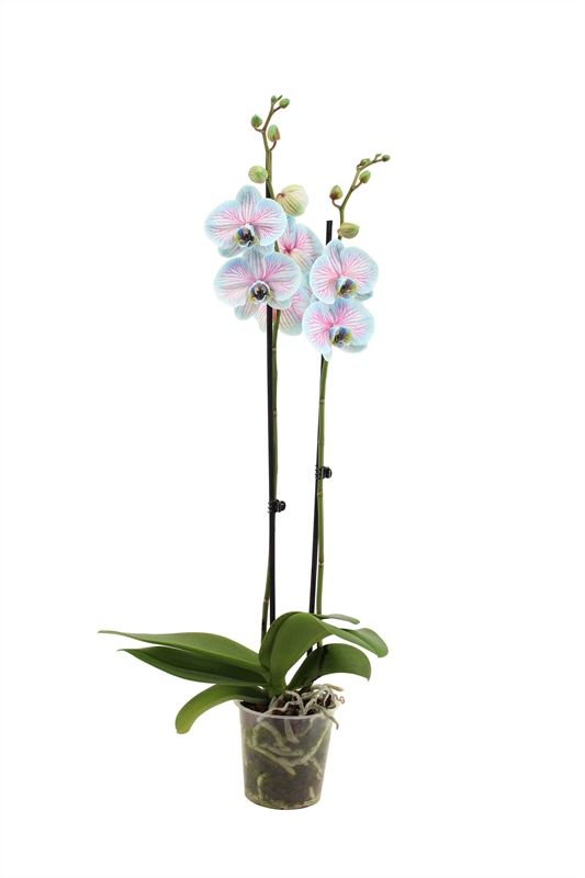 Phal I am Bubblegum 2T14+, D 12