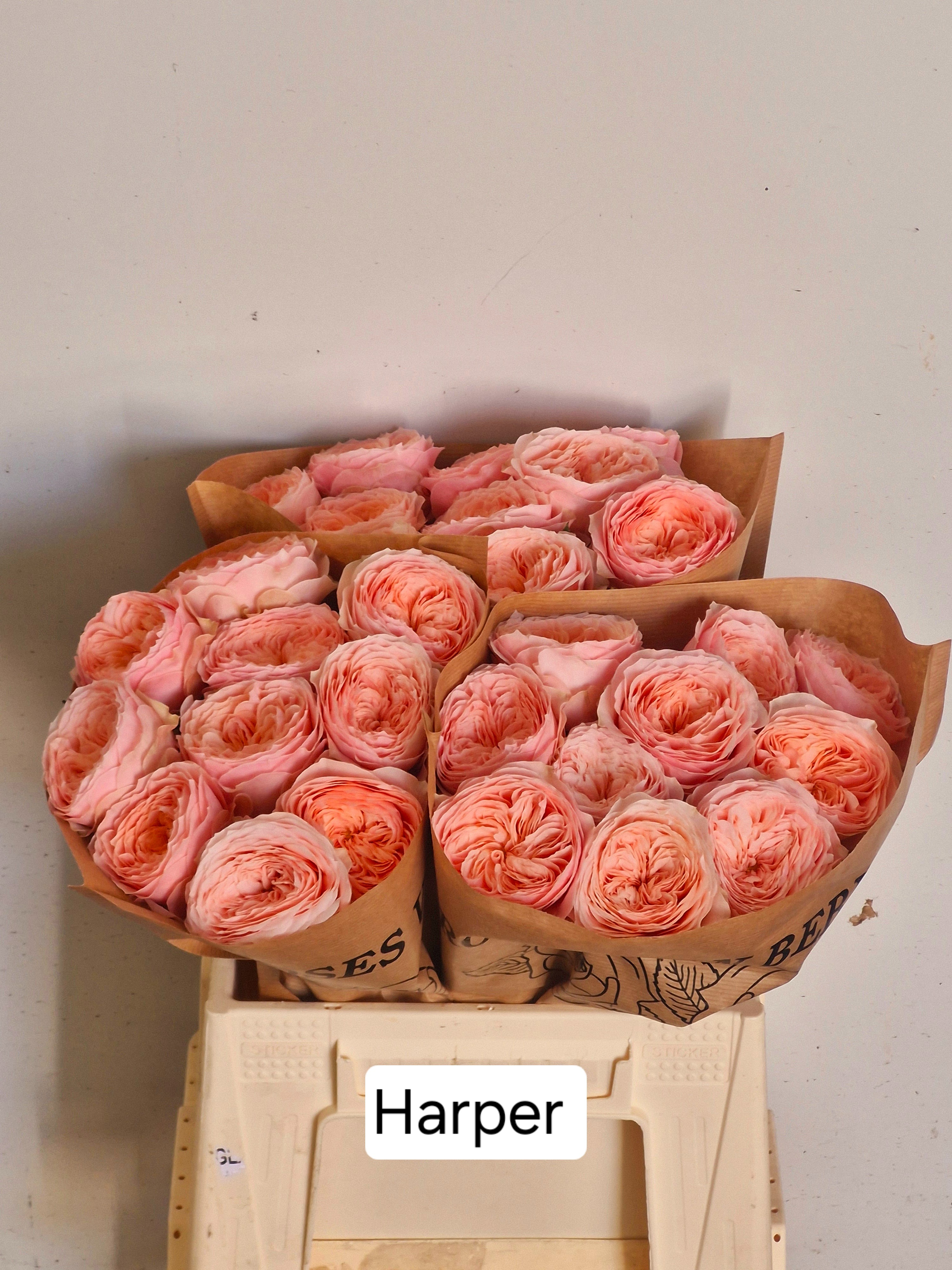 Роза од. Харпер! 40, шт. Роза од. Харпер! 40, шт.