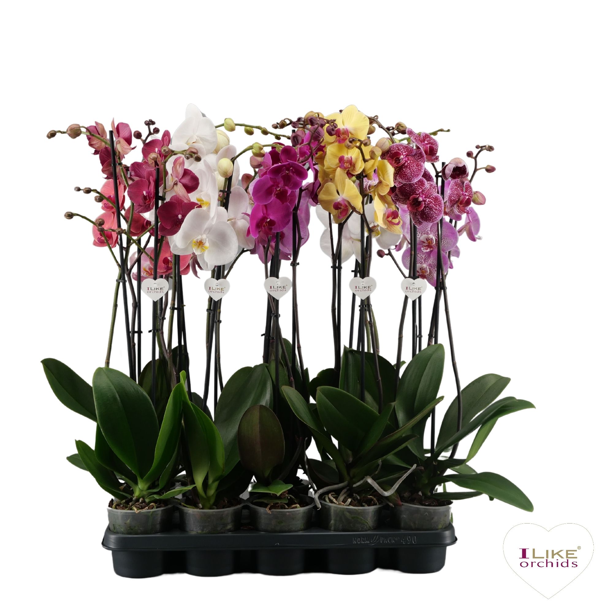 Phalaenopsis mix - 2 tak 80cm, D 12 cm