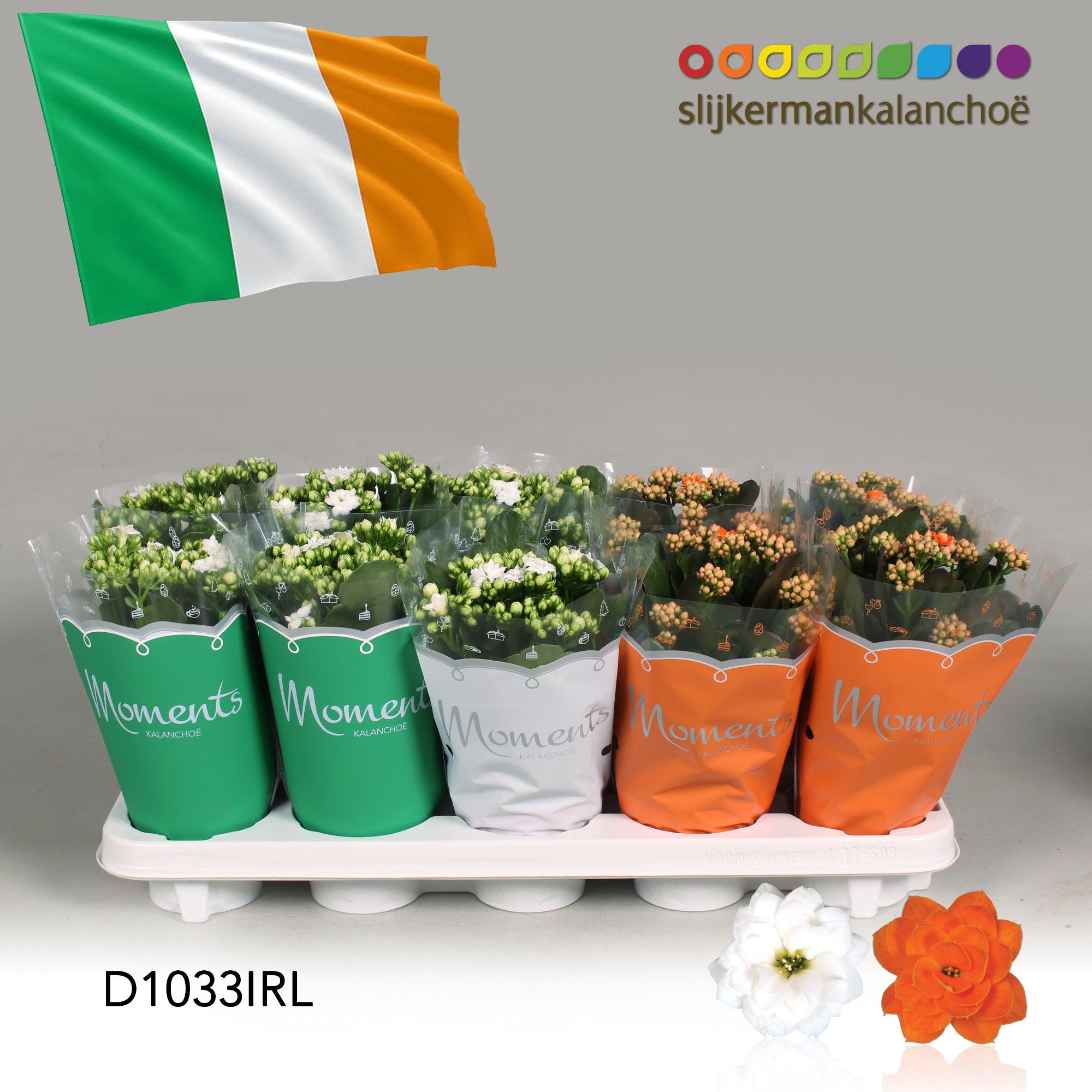 Kalanchoe Moments - Ireland flag, D 10,5