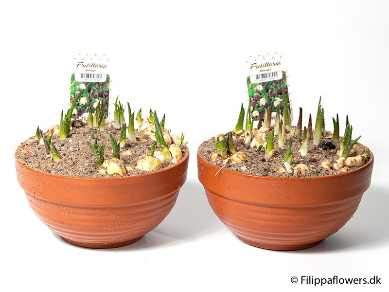 FRITILLARIA MELEAGRIS, D 17