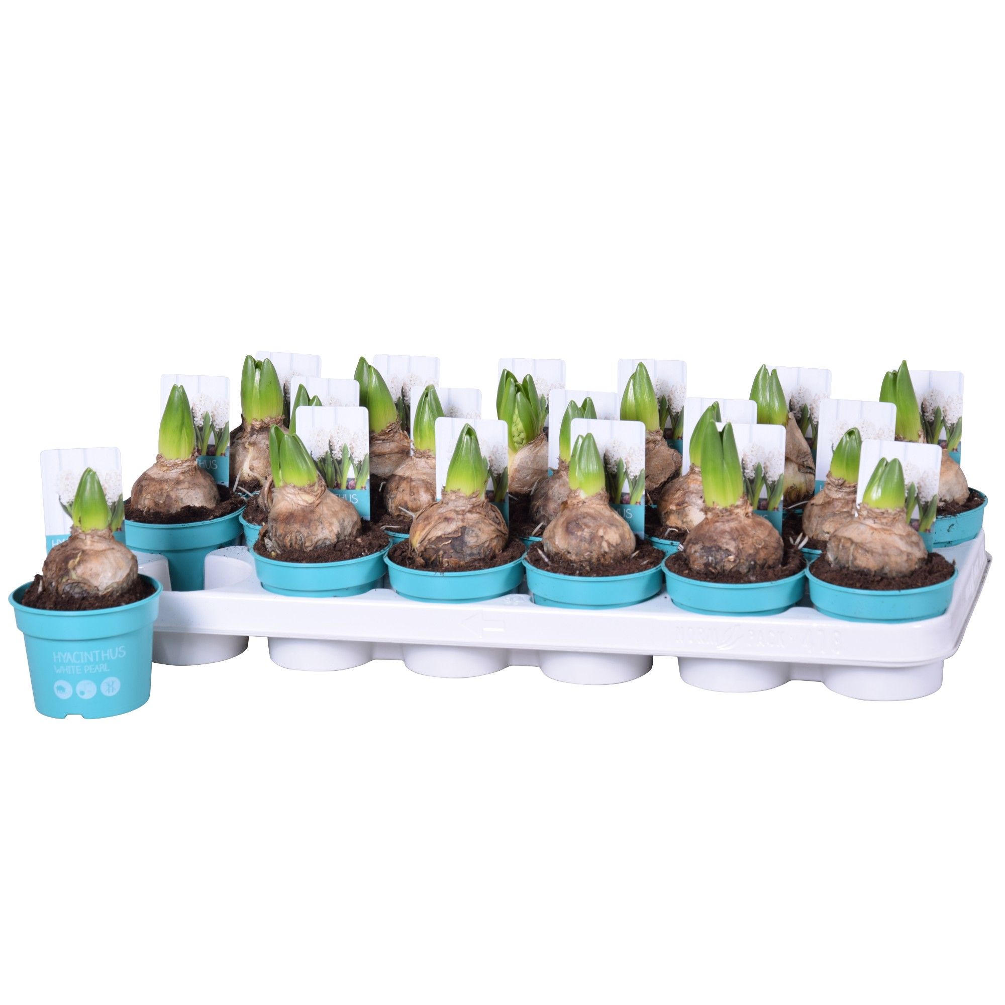 Hyacinthus White Pearl 'Diamond Collection' 9cm, D 9