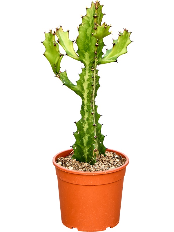 Euphorbia lactea, D 17