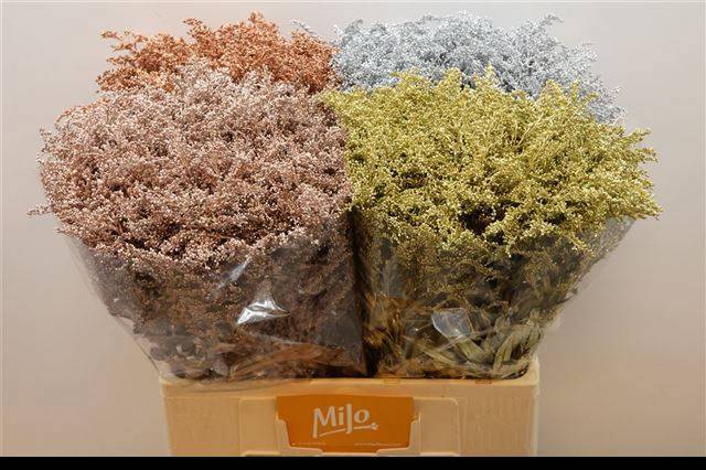 Солидаго Овериг Крашеный (краш. ) 60, шт.