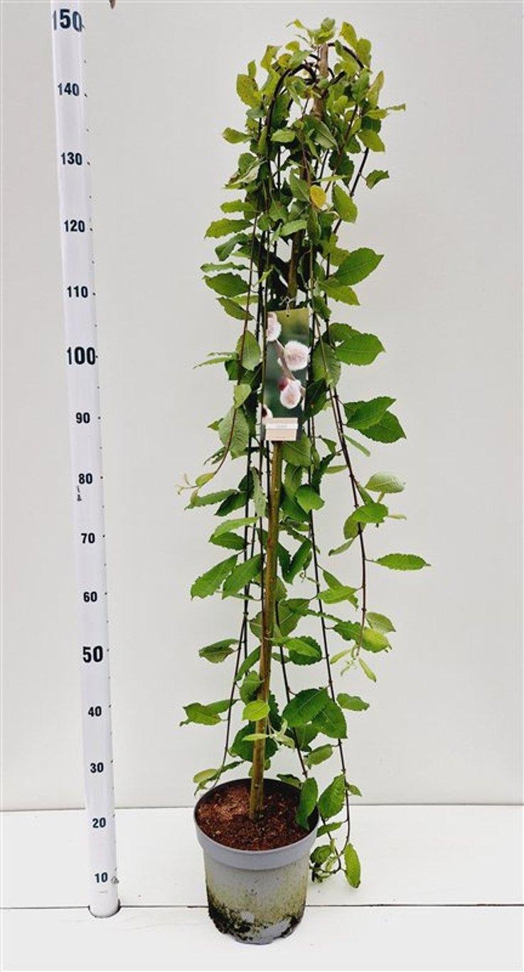 Salix caprea 'Kilmarnock' --stam 120 cm, D 23 cm