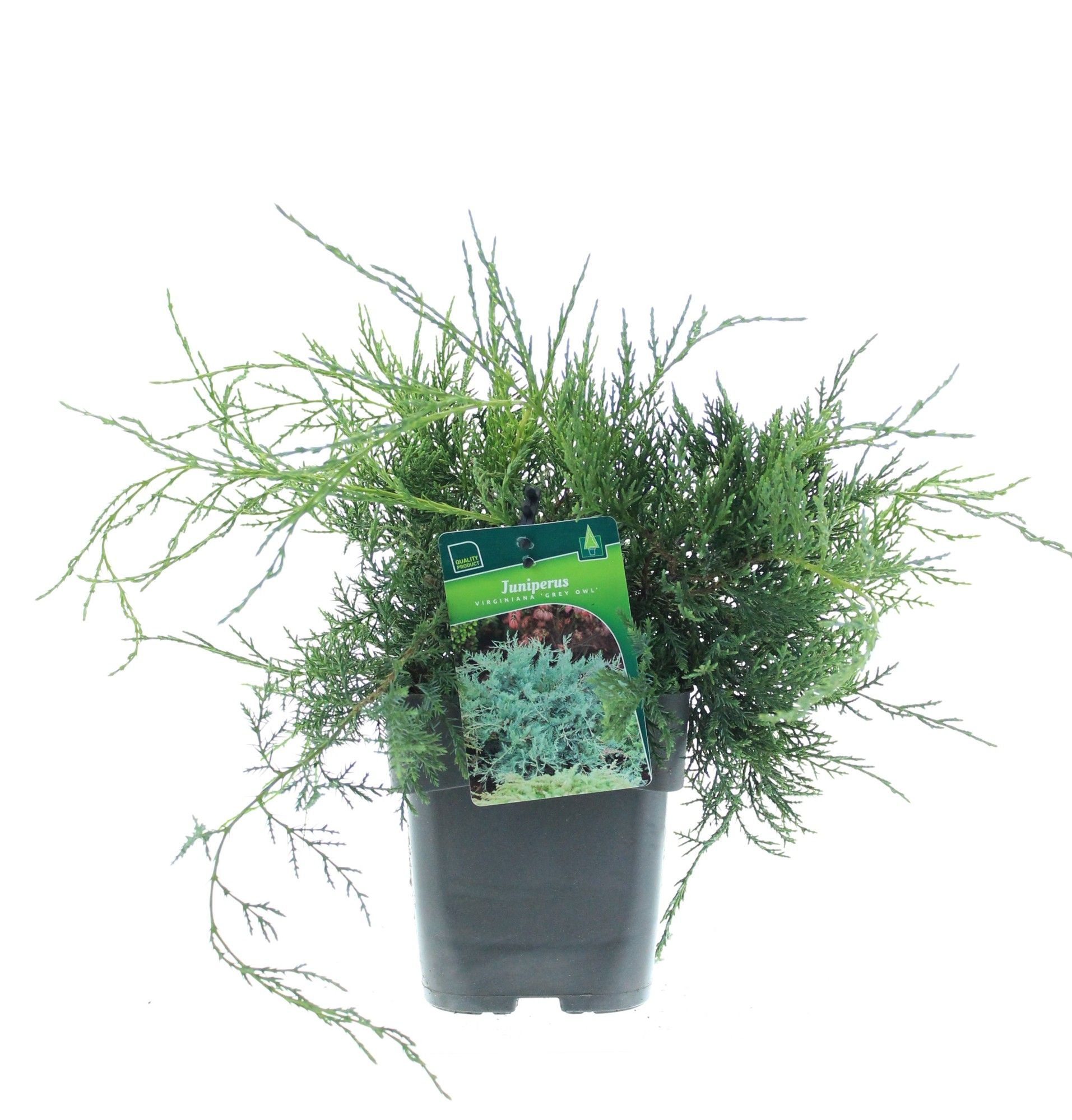 Juniperus virg 'Grey owl', D 17